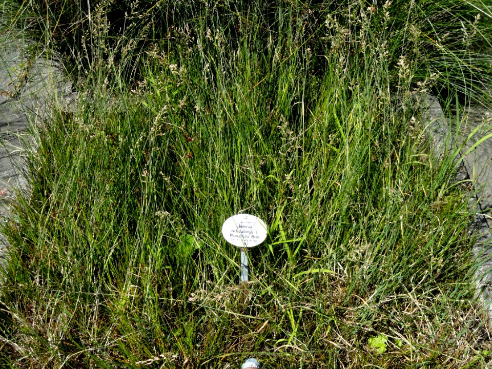 Juncus articulatus - Botanical Garden, University of Frankfurt - DSC02699