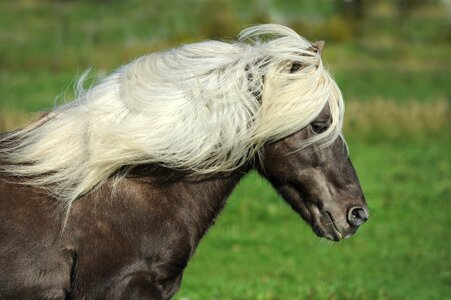Iceland pony mane nature photo
