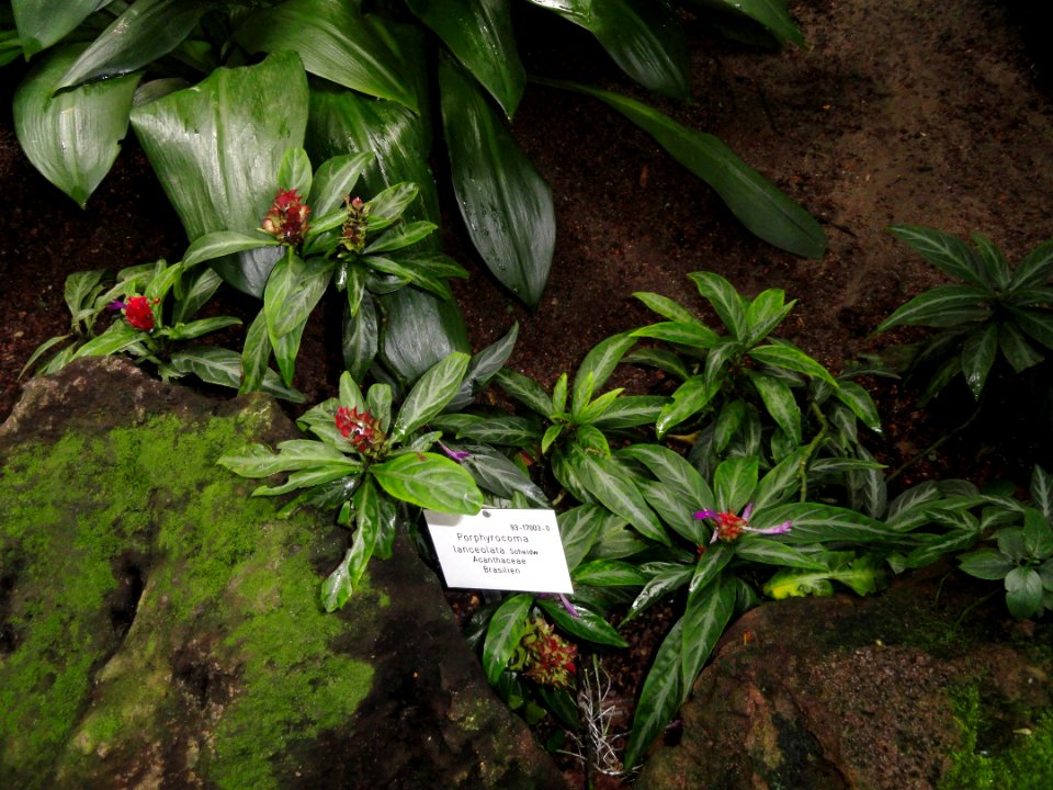 Justicia scheidweileri - Palmengarten Frankfurt - DSC01794
