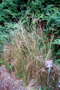 Juncus patens - Regional Parks Botanic Garden, Berkeley, CA - DSC04582