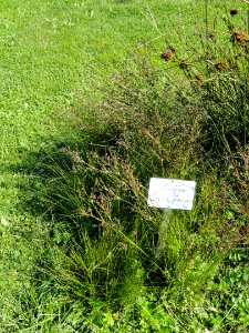 Juncus gerardii - Botanical Garden in Kaisaniemi, Helsinki - DSC03515