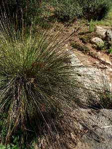 Juncus acutus leopoldii