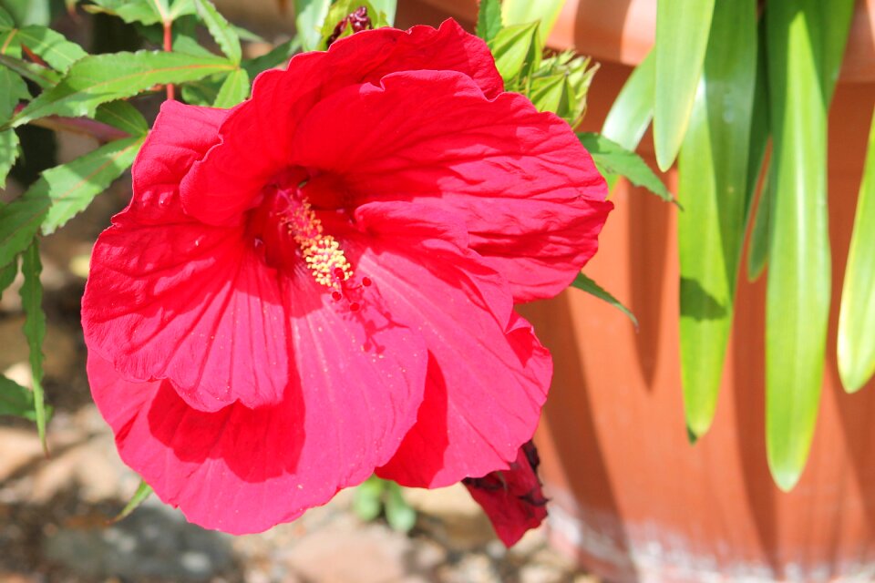 Blossom bloom flower