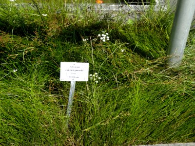 Juncus gerardii - Botanical Garden, University of Frankfurt - DSC02695