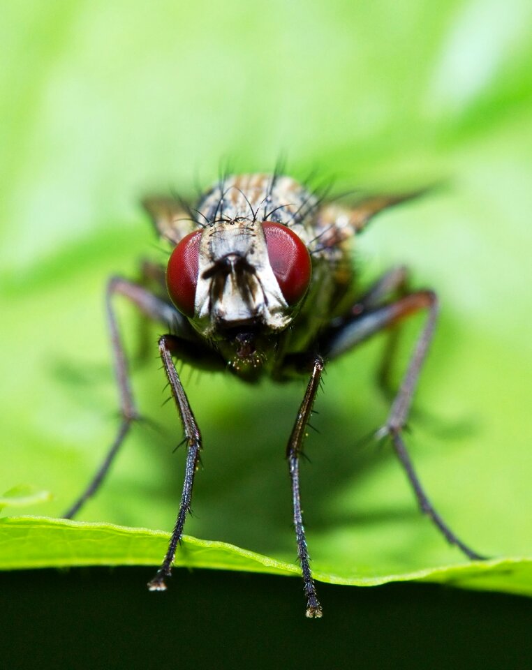 Insect nature close up photo