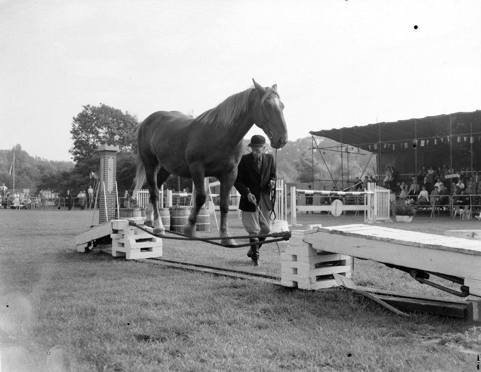 Jubileum Concours Hippique Den Haag , Jan de Wit met gedresseerde paarden, Bestanddeelnr 907-2858