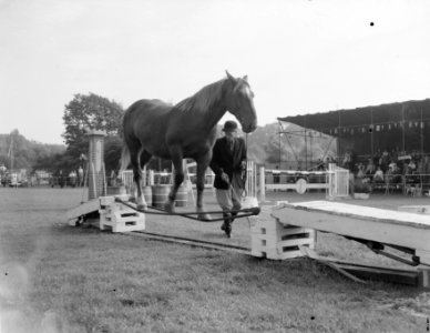 Jubileum Concours Hippique Den Haag , Jan de Wit met gedresseerde paarden, Bestanddeelnr 907-2858