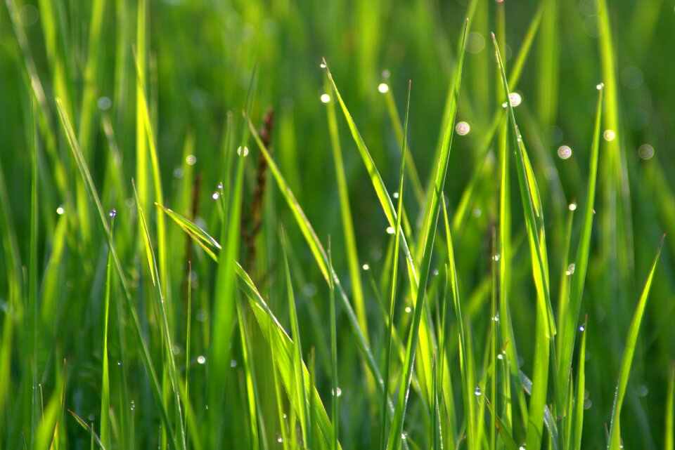 Water morning meadow