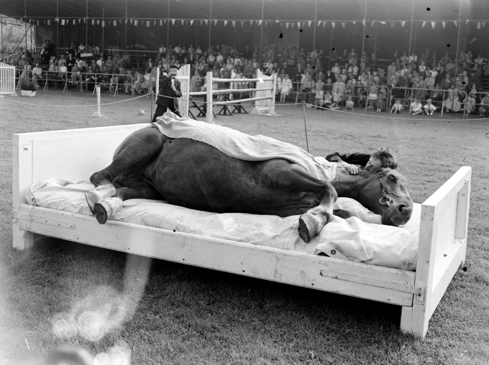 Jubileum Concours Hippique Den Haag , Jan de Wit met gedresseerde paarden, Bestanddeelnr 907-2860