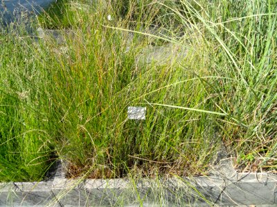 Juncus subnodulosus - Botanischer Garten, Frankfurt am Main - DSC03229