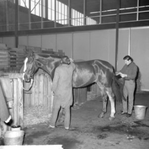 Jumping Amsterdam, de paarden, Bestanddeelnr 917-1724