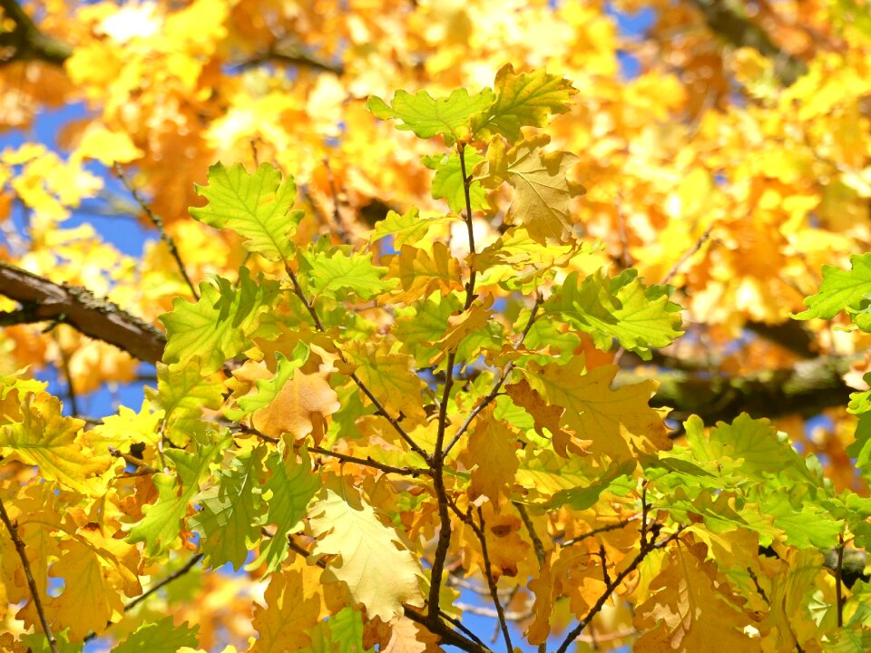 Leaves october colorful