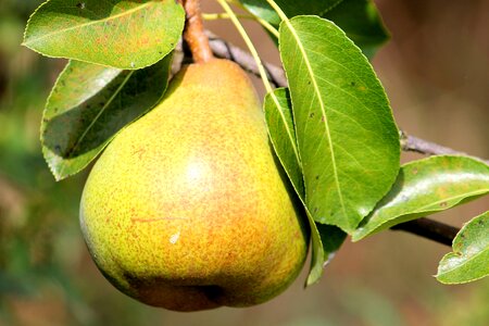 Delicious branch pear tree