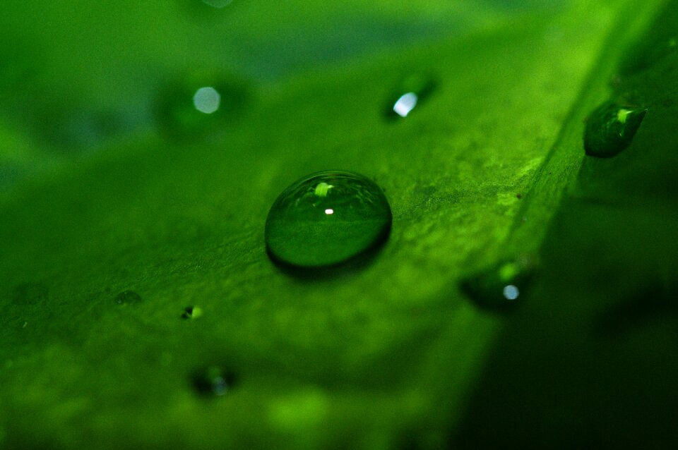 Leaf close up green