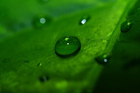 Leaf close up green