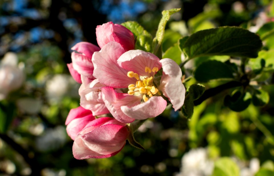 Just opened apple blossoms