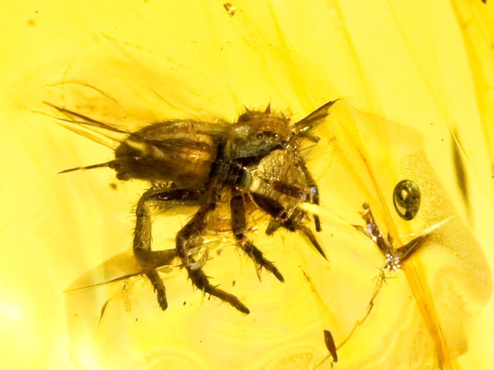 Jumping spider in amber