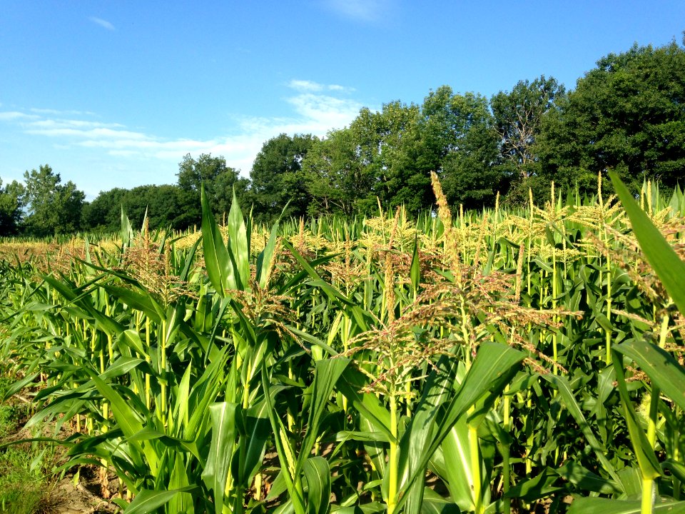 July corn in New Hampshire 