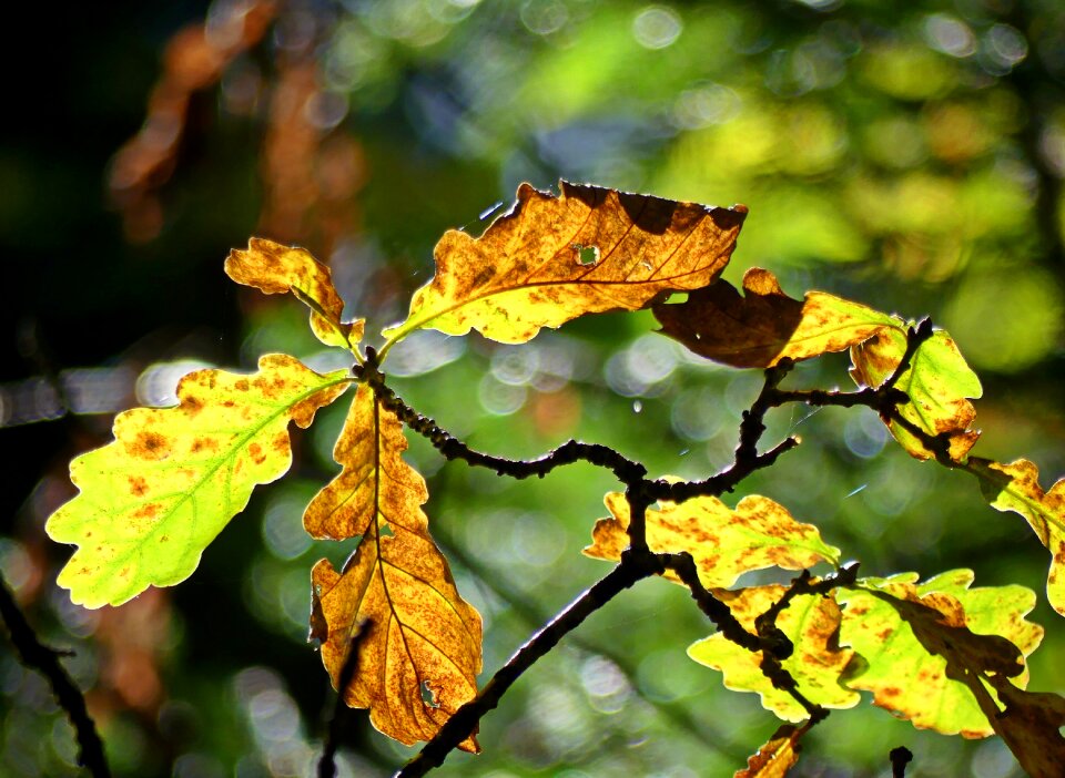 Leaves october colorful