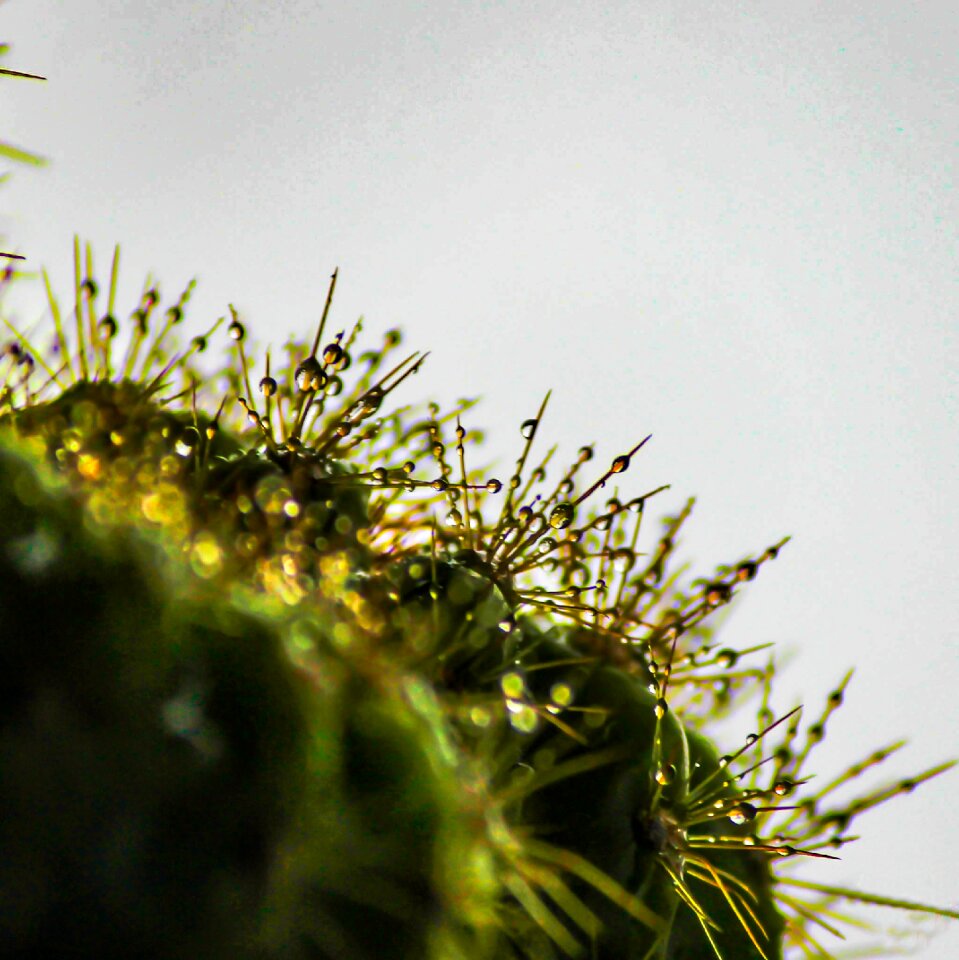 Bubble flower green