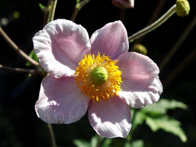 Flower pink flower nature