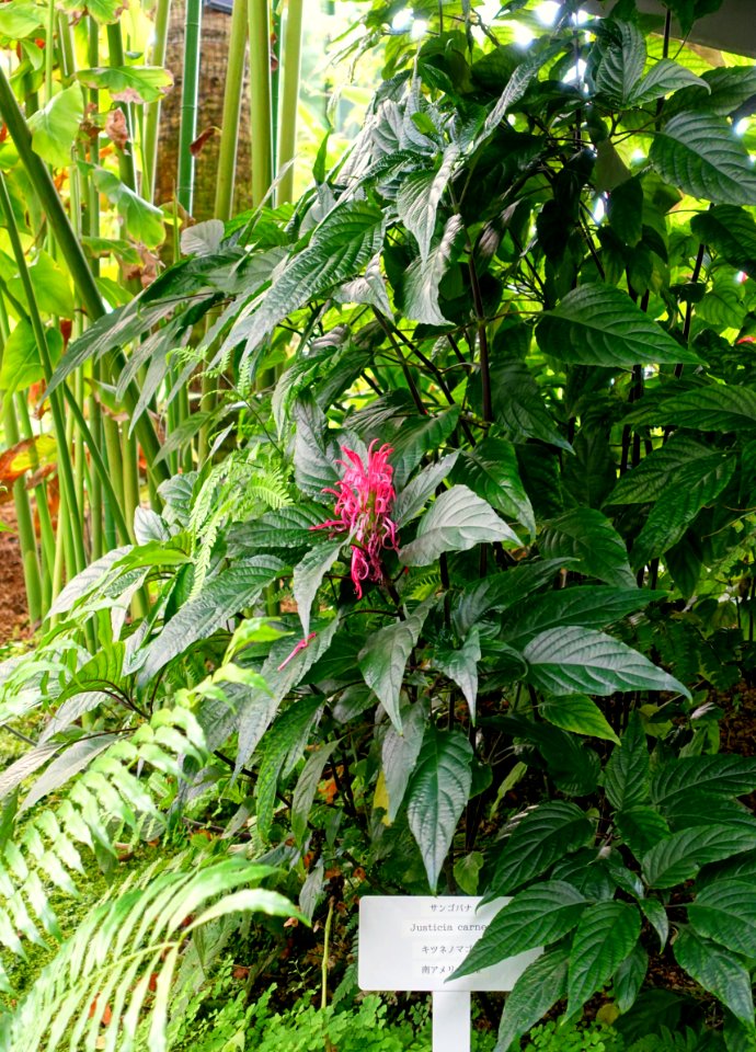 Justicia carnea - Shinjuku Gyo-en Greenhouse - Tokyo, Japan - DSC05790