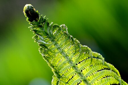Plant the delicacy macro