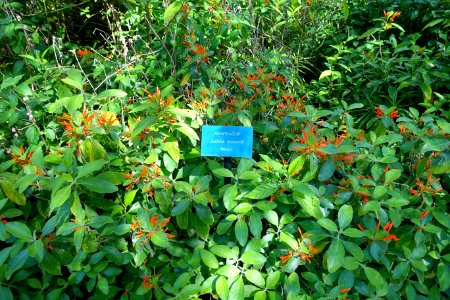 Justicia leonardii - Mildred E. Mathias Botanical Garden - University of California, Los Angeles - DSC03011