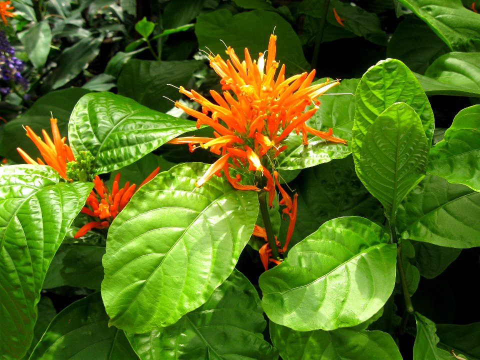 Justicia spicigera, 2015-08-08, Phipps Conservatory, 02