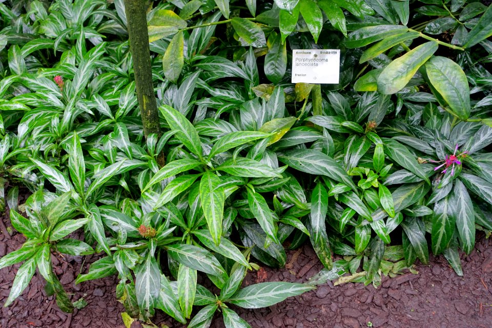 Justicia scheidweileri (Porphyrocoma lanceolata) - Flora park - Cologne, Germany - DSC00616