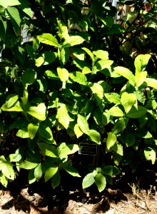 Justicia spicigera 'Sidicaro' - Naples Botanical Garden - Naples, Florida - DSC09616