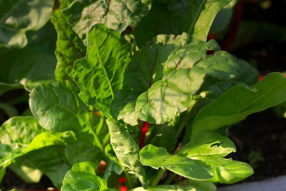 Leaf veins food vitamins