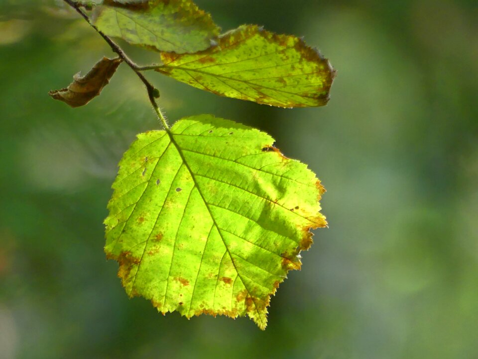 Leaves october colorful