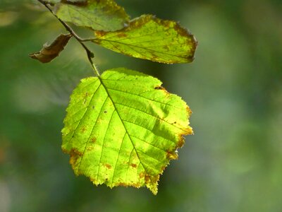 Leaves october colorful photo