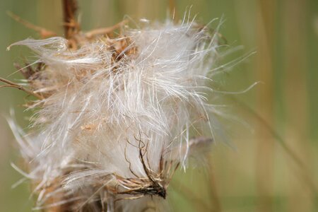 Seeds was faded seeds