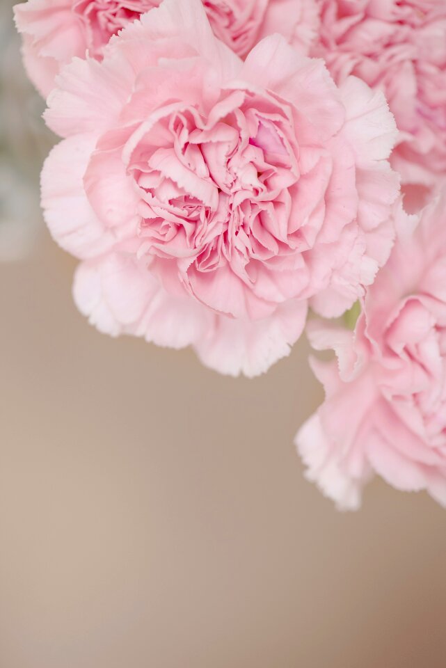Pink flowers carnation pink flowers