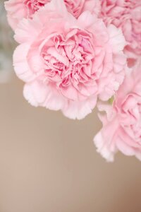 Pink flowers carnation pink flowers photo