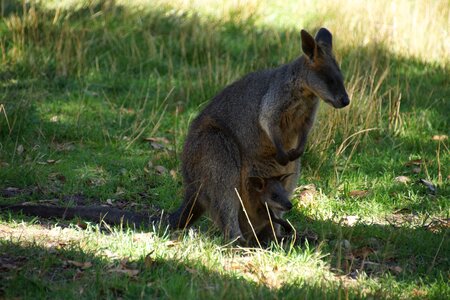 Joeh marsupial australia