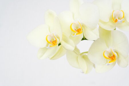 Orchids floreal white photo
