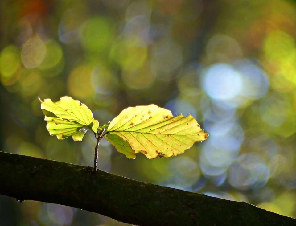Leaves october colorful