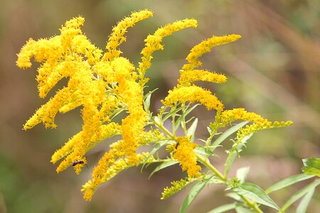 Late summer flowers canadian goldenrod photo