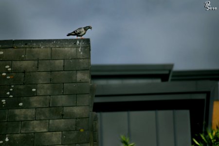 Just A Very Curious Pigeon (231859809)