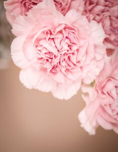 Pink flowers carnation pink flowers photo