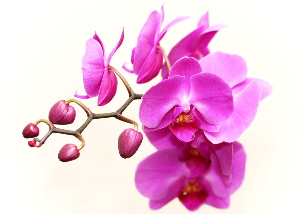 Blossom bloom bloom