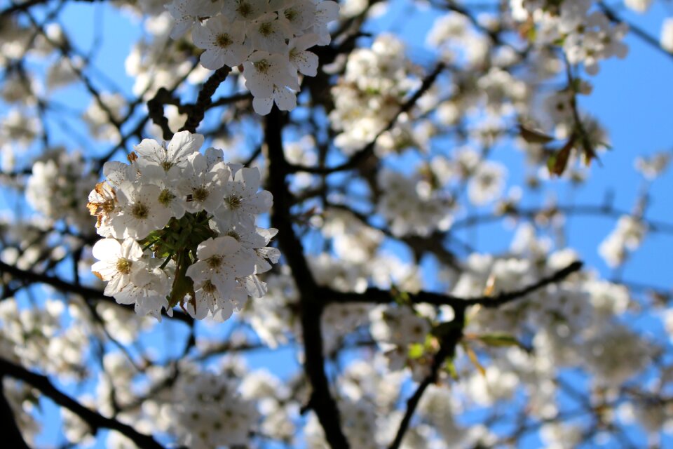 Spring white aesthetic