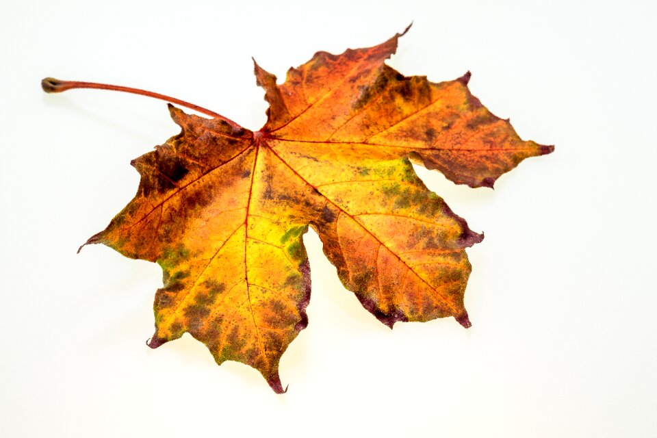 Fall foliage colors of autumn leaves in the autumn