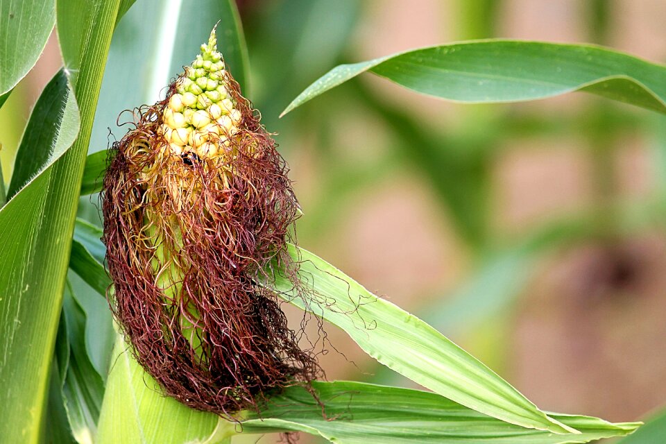 Corn on the cob plant cornfield