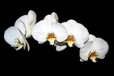 Orchid house plant natural