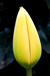 Bloom spring flora