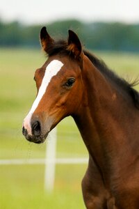 Grass pasture animal photo